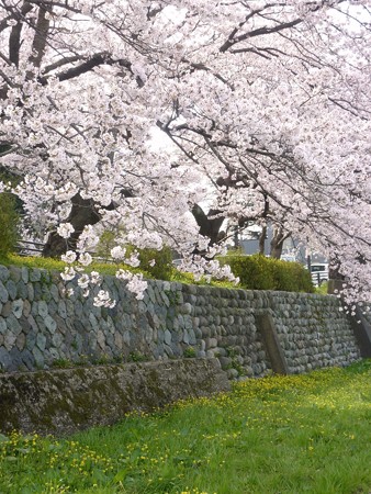 12、寺町～犀川の桜
