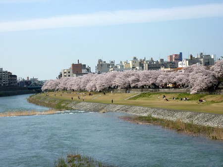 13、寺町～犀川の桜