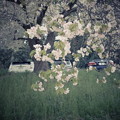GR2遅咲き桜