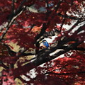 後楽園のかわせみ
