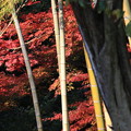 もみじ