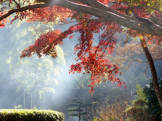 rs-141127_紅葉の薬師池公園 (435)
