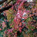 Photos: rs-141202_26_渓谷橋付近の紅葉(梅が瀬渓谷) (7)