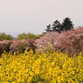 rs-170416_SH10_菜の花と桜(昭和記念公園) (15)