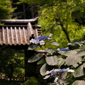 rs-170620_20_紫陽花・内苑・SL(三渓園) (8)