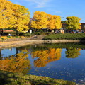 171107_08_園内の様子・S18200(昭和記念公園) (191)