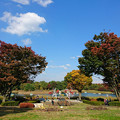Photos: 昭和記念公園