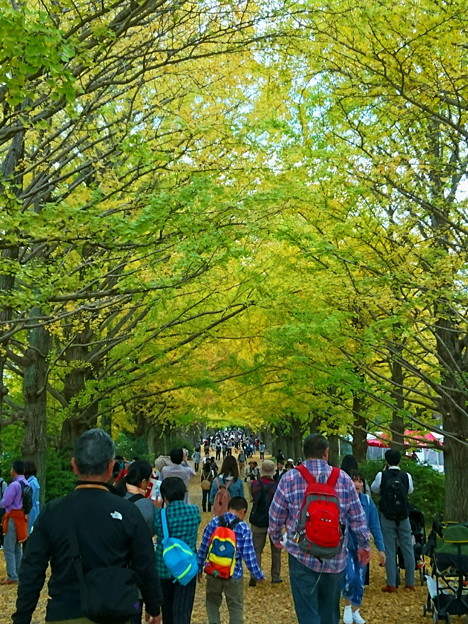 Photos: 昭和記念公園 ポプラ並木