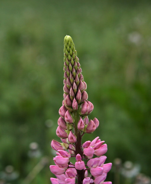 rdsd6584