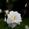 Rose-3695