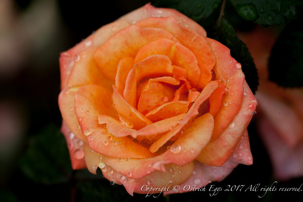 Photos: Rose-3744