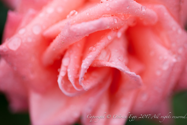 Photos: Rose-3747