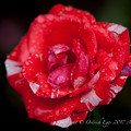 Rose-3775