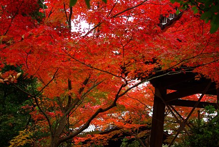 赤く燃える・近所の寺