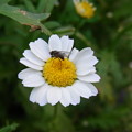 Photos: 【園芸】お花と虫｜2017年[初夏]