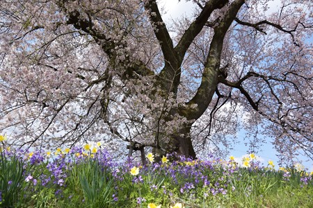 わに塚の桜