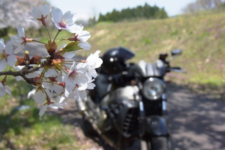 下西連の桜並木