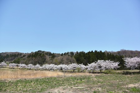 下西連の桜並木