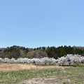 下西連の桜並木
