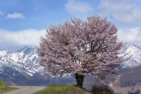 野平の一本桜