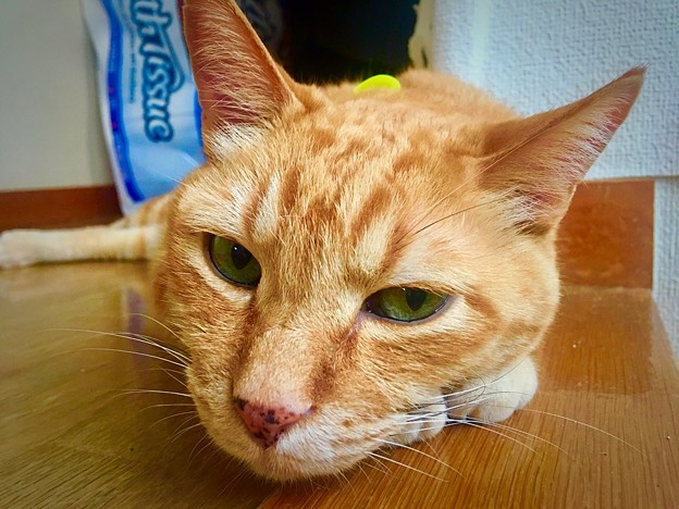 くつろぐ猫