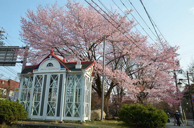 桜とバイクと電話ボックスと。