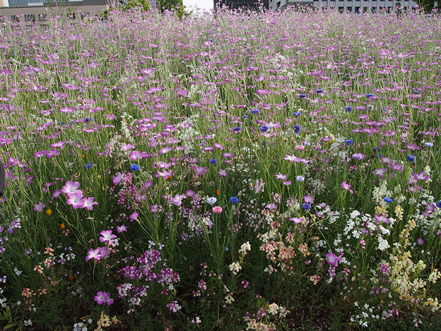 緑化フェア『象の花パークの種だんご畑』