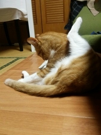 チグラーシャ0427
