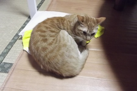 チグラーシャ0428