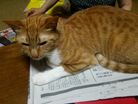 チグラーシャ0530