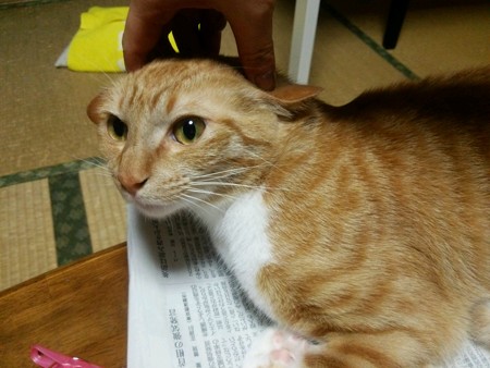 チグラーシャ0531