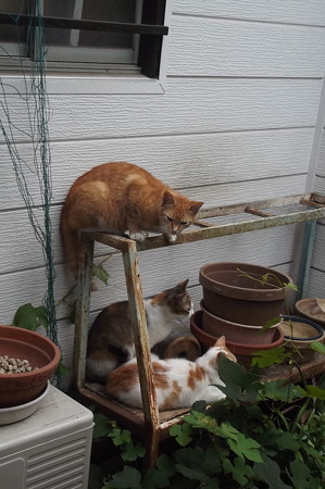 ミニチグ、茶ブチ、ミケママ0615