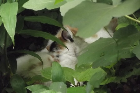 茶ブチ&子ネコ0703