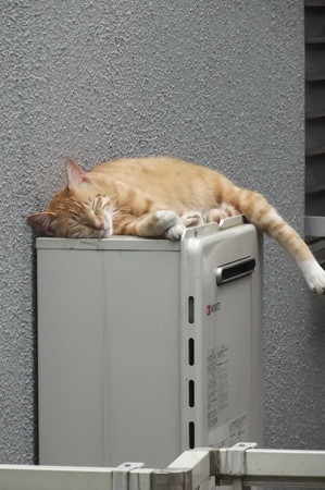 ミニチグ0703
