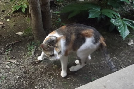 ミケママ0711
