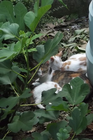 ミケママ、茶ブチ、子ネコ0712