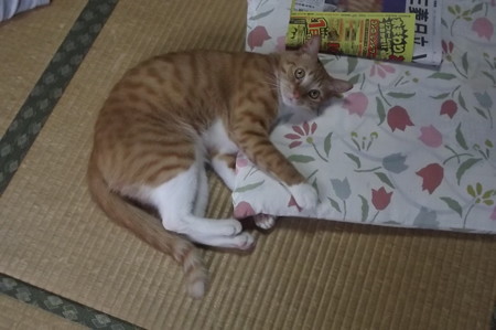 チグラーシャ0713