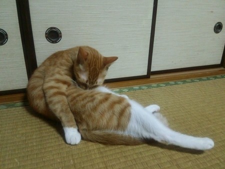 チグラーシャ0721