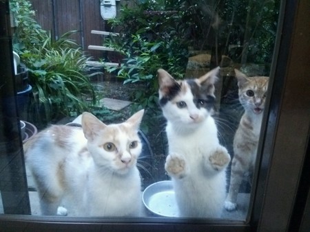 ミニチグ、茶ブチ、子ネコ0730