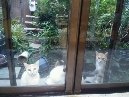 ミニチグ、茶ブチ、子ネコ0730