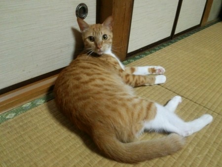 チグラーシャ0731