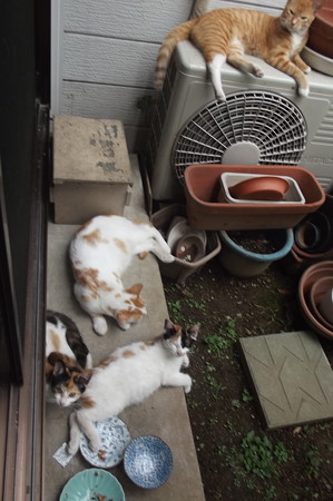 ミニチグ、茶ブチ、子ネコ0815