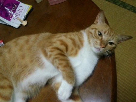 チグラーシャ0825