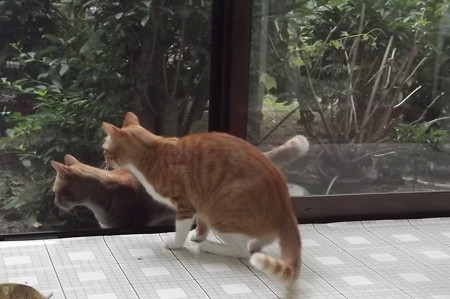 チグ&ミニチグ0827