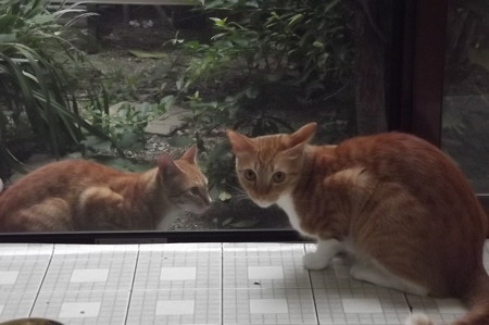 チグ&ミニチグ0827