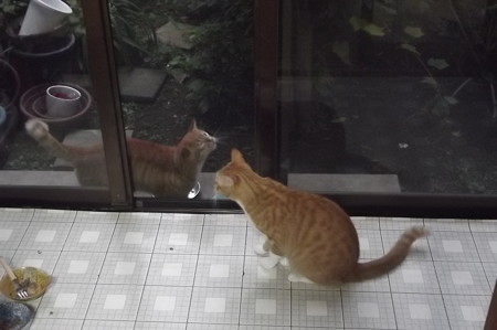 チグ&ミニチグ0908
