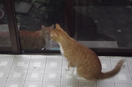 チグ&ミニチグ0908