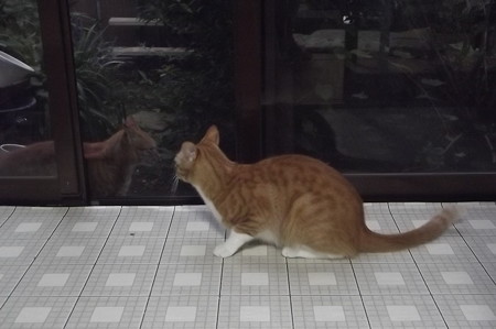 チグ&ミニチグ0909