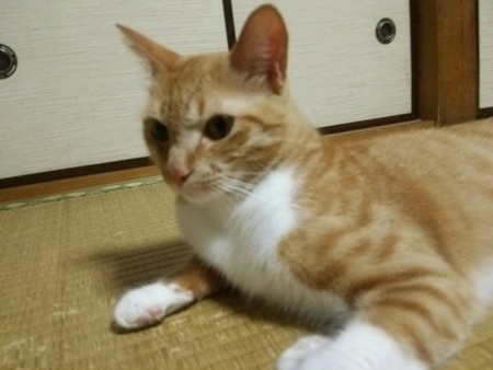 チグラーシャ0912