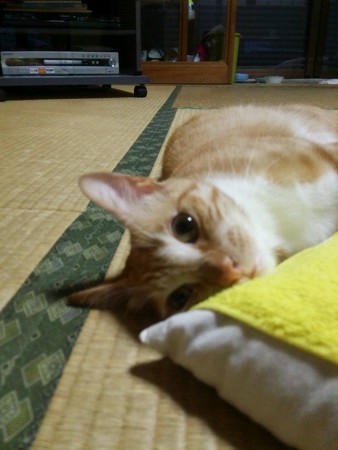 チグラーシャ0915